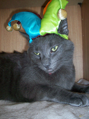 Alisha Vargas (www.flickr.com). Used under a CC License